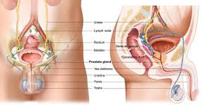 la prostata è una ghiandola esocrina prostatita nistatina