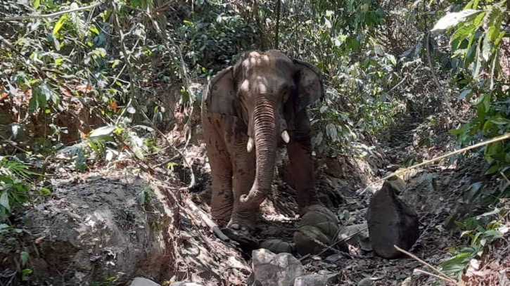 বান্দরবানে হাতির আক্রমণে নারী শ্রমিক নিহত বান্দরবানে হাতির আক্রমণে নারী শ্রমিক নিহত