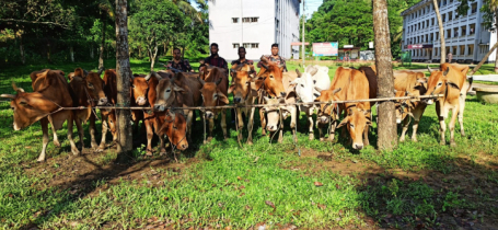 নাইক্ষ্যংছড়ি সীমান্তে ১৫ বার্মিজ গরু জব্দ