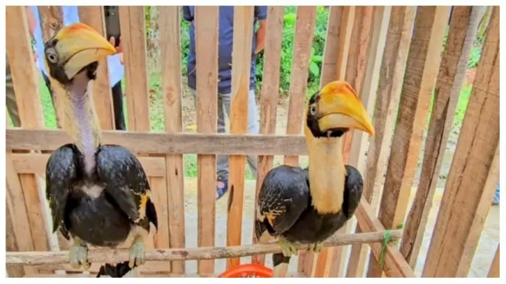 বান্দরবান থেকে ২টি রাজ ধনেশ পাখি উদ্ধার