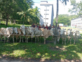 ১১ বিজিবি’র অভিযানে ১৫ বার্মিজ গরু জব্দ
